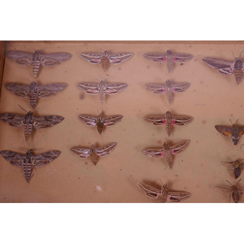 70 - A set of nine collector's cabinet drawers containing a comprehensive collection of moth specimens, a... 