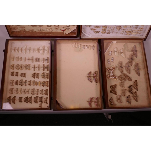 70 - A set of nine collector's cabinet drawers containing a comprehensive collection of moth specimens, a... 