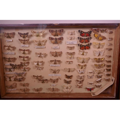 70 - A set of nine collector's cabinet drawers containing a comprehensive collection of moth specimens, a... 