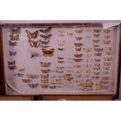 70 - A set of nine collector's cabinet drawers containing a comprehensive collection of moth specimens, a... 