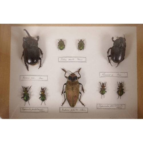 167 - Two display cases of entomological specimen beetles, largest 9½