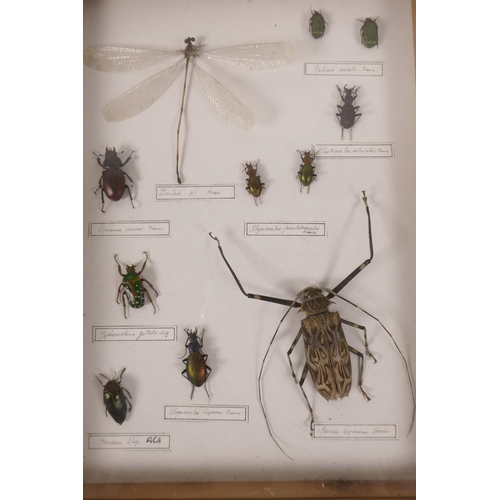 167 - Two display cases of entomological specimen beetles, largest 9½