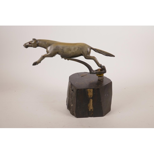 347 - An early C20th carved horn (possibly Rhino) car mascot in the form of a leaping horse, with brass mo... 