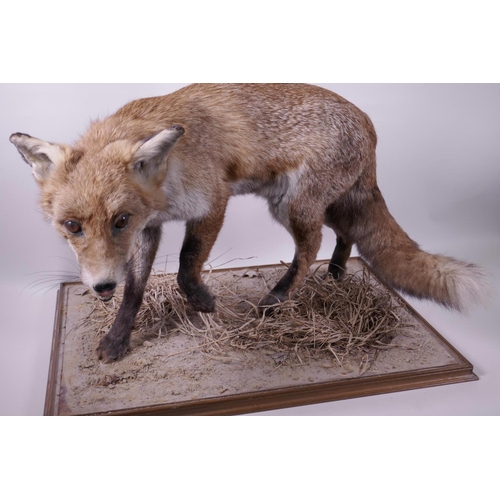 5 - A mounted taxidermy specimen of a red fox, 15