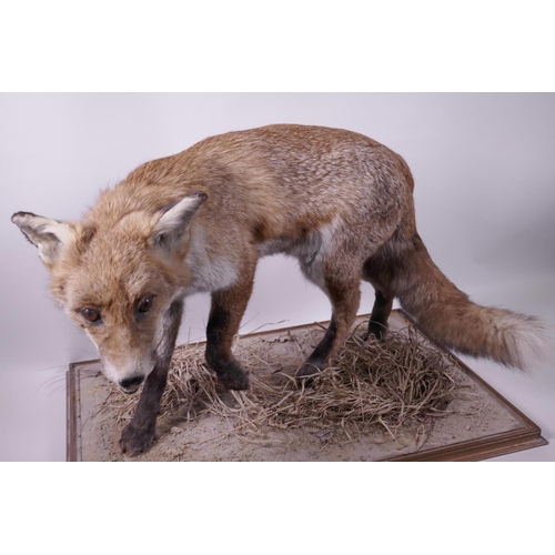 5 - A mounted taxidermy specimen of a red fox, 15