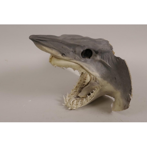 36 - A taxidermy specimen mako shark head with mouth agape, 8