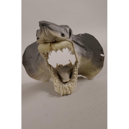 36 - A taxidermy specimen mako shark head with mouth agape, 8