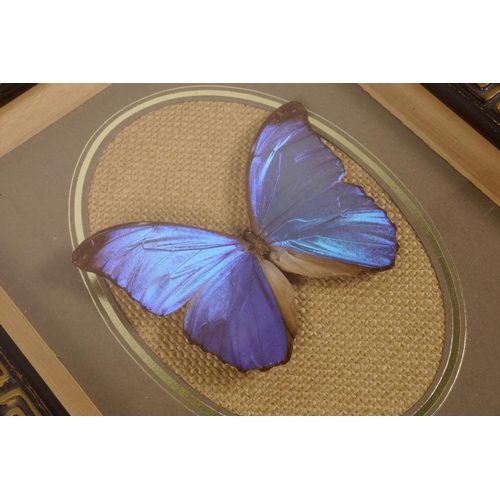 25 - A framed butterfly specimen, 9½