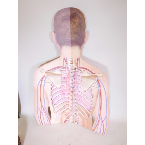 559 - A Dutch anatomical display board opening to reveal cross sectional views of the thorax and internal ... 