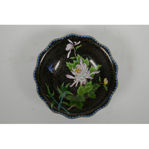 442 - A Chinese black ground cloisonne bowl with frilled rim and chrysanthemum decoration, 8½