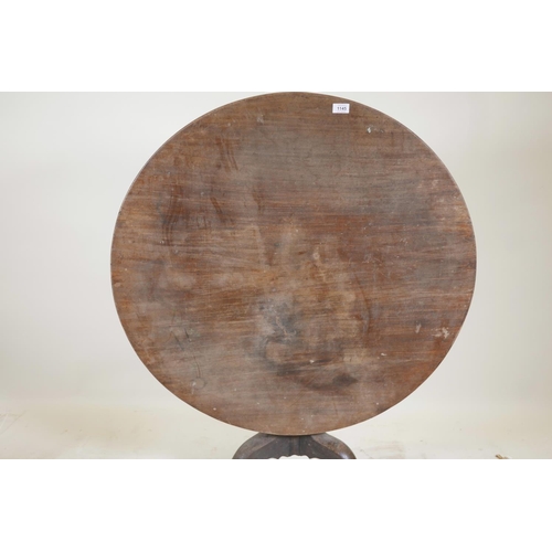 1145 - A Georgian Cuban mahogany circular snap top table on turned cannon barrel column and tripod base, 37... 