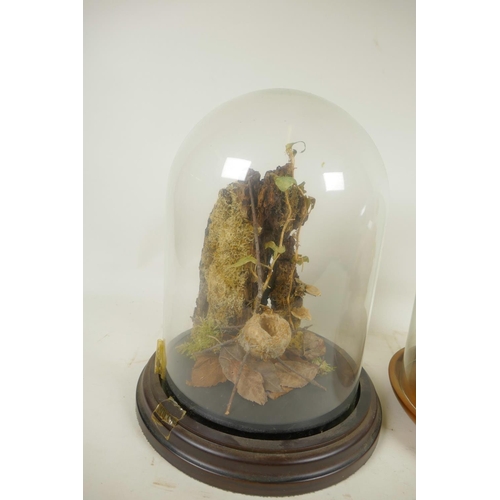 134 - Two glass display domes on wooden bases containing dried flowers and mosses etc, largest 7