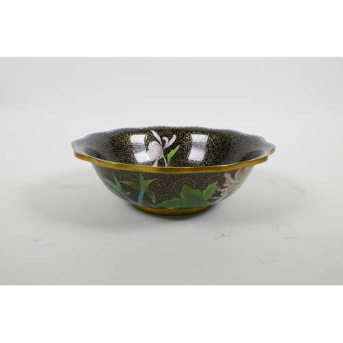 442 - A Chinese black ground cloisonne bowl with frilled rim and chrysanthemum decoration, 8½