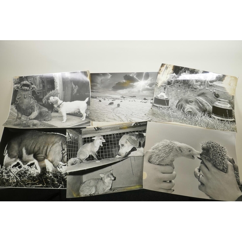 853 - A quantity of black and white animal photographs from various 'Nikon Press Photographer of the Year ... 