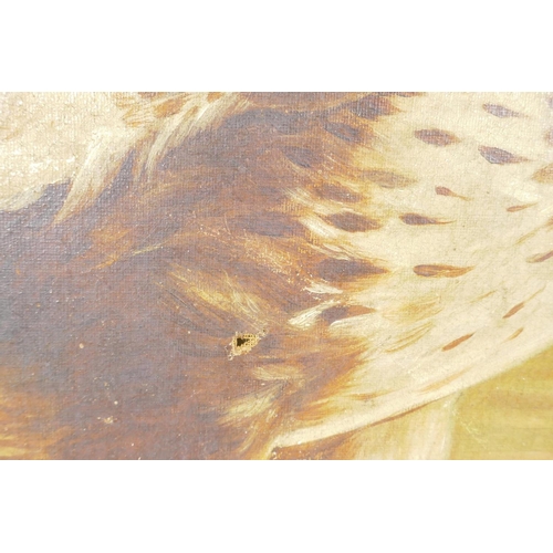 891 - A study of a peregrine falcon and its prey, C19th, oil on canvas, 20