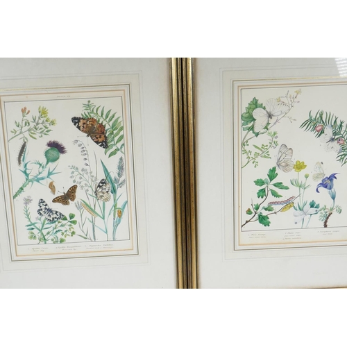812 - Elizabeth Harvey, pair of hand coloured engravings of butterflies and moths, 8