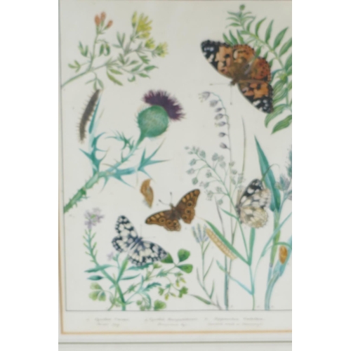 812 - Elizabeth Harvey, pair of hand coloured engravings of butterflies and moths, 8