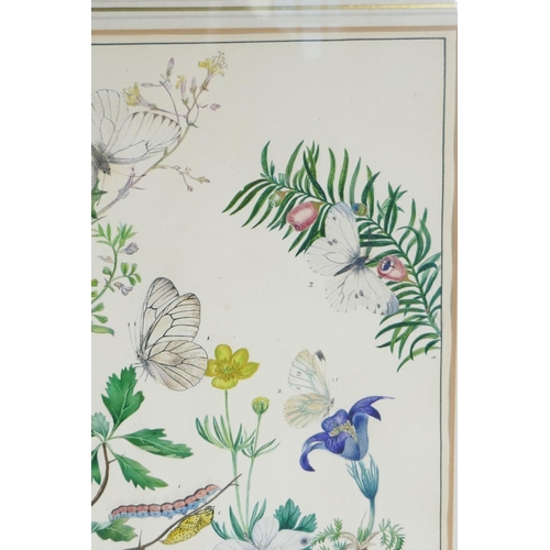 812 - Elizabeth Harvey, pair of hand coloured engravings of butterflies and moths, 8