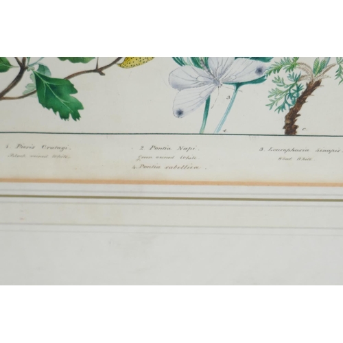812 - Elizabeth Harvey, pair of hand coloured engravings of butterflies and moths, 8