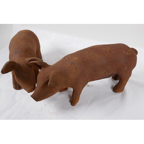 51 - A pair of cast iron garden figures of piglets, 11