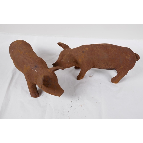 51 - A pair of cast iron garden figures of piglets, 11