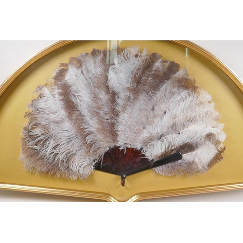 167 - An antique ostrich feather and tortoiseshell fan in a bespoke gilt display case/frame, 100cm x 59cm