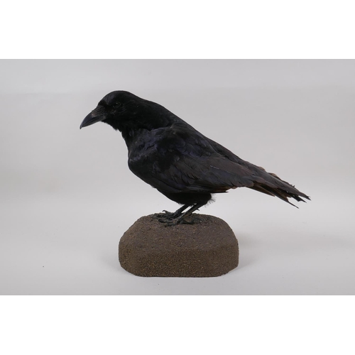 69 - Natural History: a taxidermy crow, 29cm high