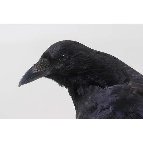 69 - Natural History: a taxidermy crow, 29cm high