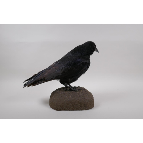 69 - Natural History: a taxidermy crow, 29cm high