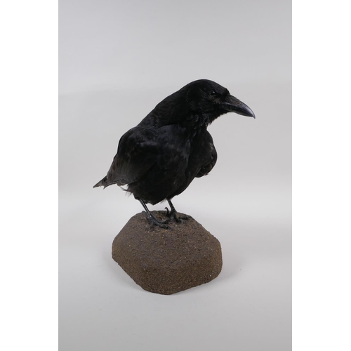 69 - Natural History: a taxidermy crow, 29cm high