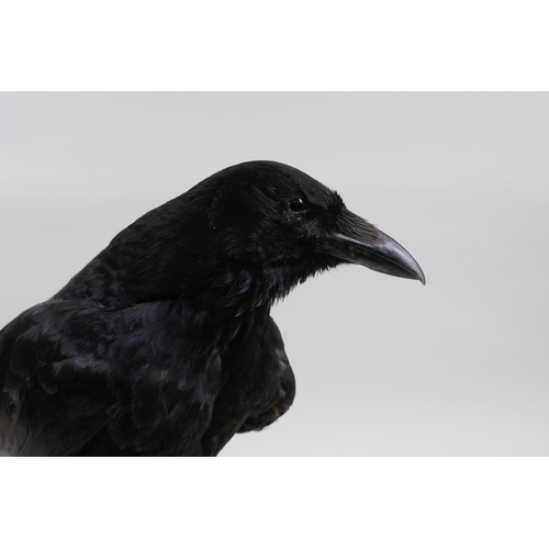 69 - Natural History: a taxidermy crow, 29cm high