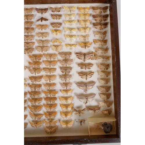 99 - Natural History, an oak cased antique Lepidoptera (moth) collection, box 54cm x 33cm