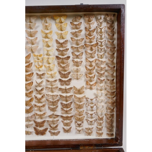 99 - Natural History, an oak cased antique Lepidoptera (moth) collection, box 54cm x 33cm