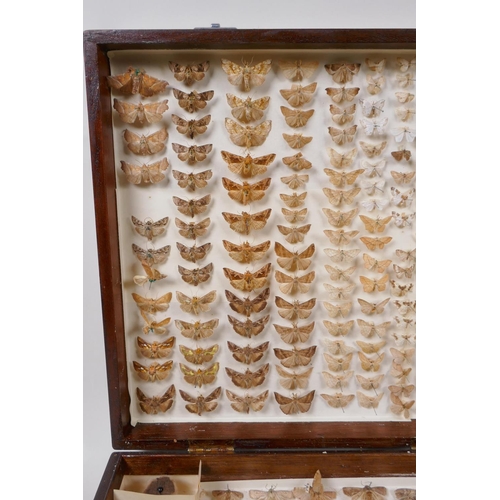 99 - Natural History, an oak cased antique Lepidoptera (moth) collection, box 54cm x 33cm