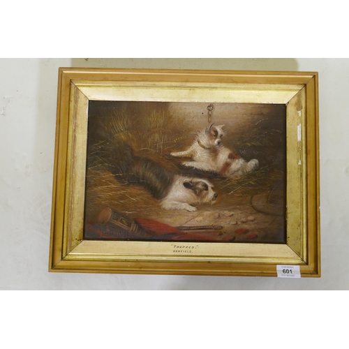 899 - George Armfield, Trapped, two terriers in a barn with a trap, signed, oil on canvas, 34 x 25cm