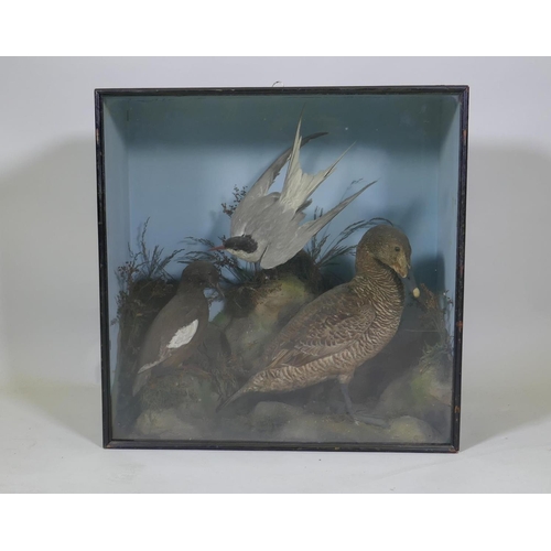 29 - Natural History, a taxidermy display of waterfowl, 61 x 26cm, 61cm high