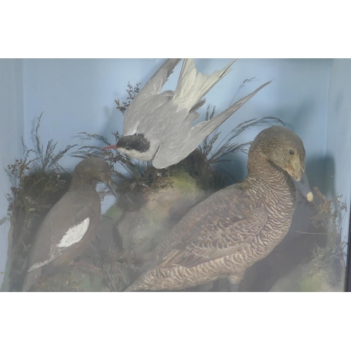 29 - Natural History, a taxidermy display of waterfowl, 61 x 26cm, 61cm high