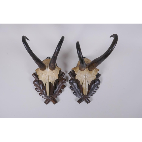 87 - A pair of wall mounted goat skulls on carved wood plaques decorated with oak leaves, 14 x 19cm