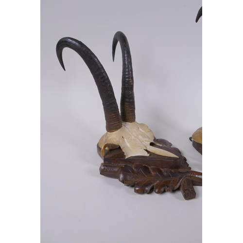 87 - A pair of wall mounted goat skulls on carved wood plaques decorated with oak leaves, 14 x 19cm