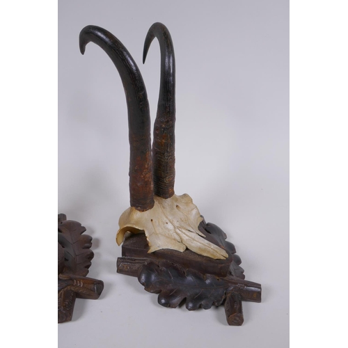 87 - A pair of wall mounted goat skulls on carved wood plaques decorated with oak leaves, 14 x 19cm