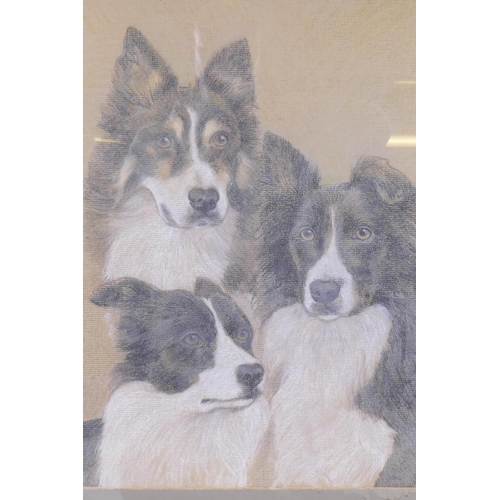 872 - Three border collie dogs, pastel, unsigned, 35 x 45cm