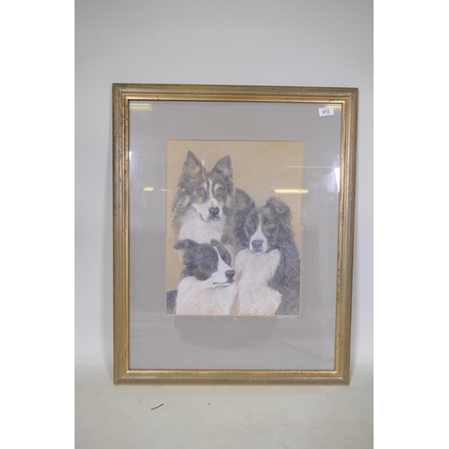 872 - Three border collie dogs, pastel, unsigned, 35 x 45cm