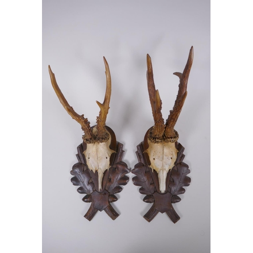 88 - A pair of wall mounted deer skulls on carved wood plaques decorated with oak leaves and acorns, date... 