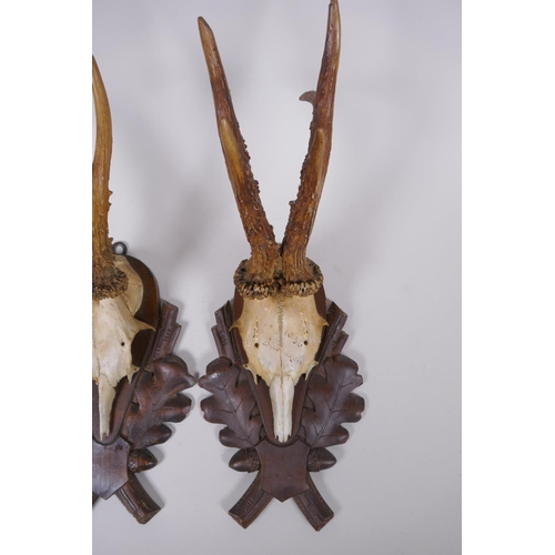 88 - A pair of wall mounted deer skulls on carved wood plaques decorated with oak leaves and acorns, date... 