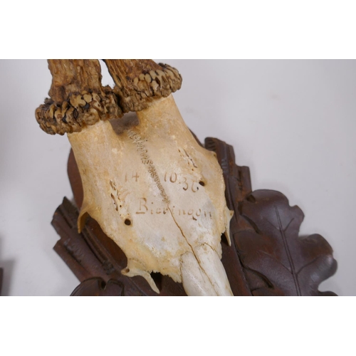 88 - A pair of wall mounted deer skulls on carved wood plaques decorated with oak leaves and acorns, date... 