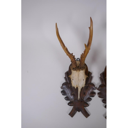 88 - A pair of wall mounted deer skulls on carved wood plaques decorated with oak leaves and acorns, date... 