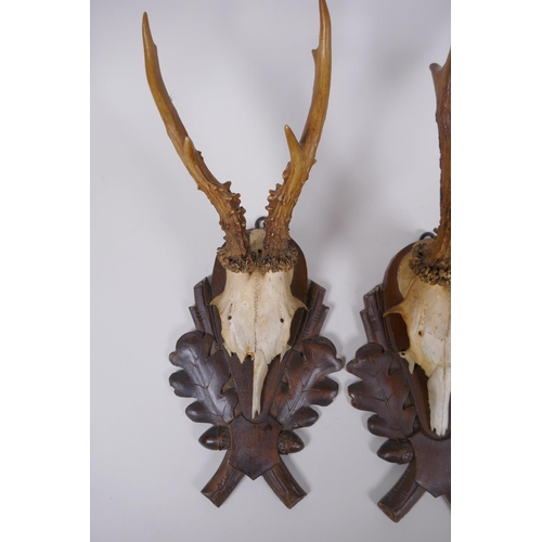 88 - A pair of wall mounted deer skulls on carved wood plaques decorated with oak leaves and acorns, date... 