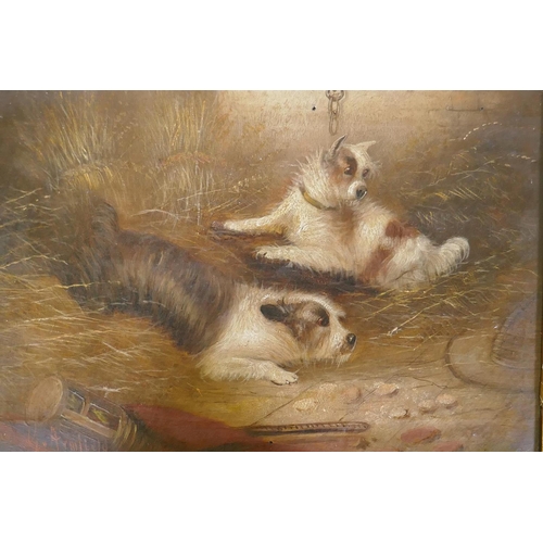 899 - George Armfield, Trapped, two terriers in a barn with a trap, signed, oil on canvas, 34 x 25cm