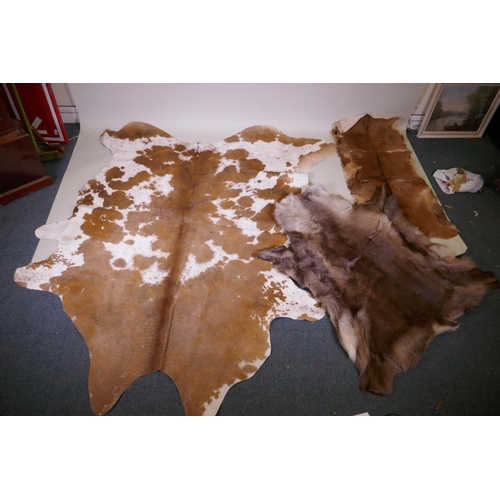 1105 - Three animal hide rugs, cow, goat and wolf, largest 196 x 230cm