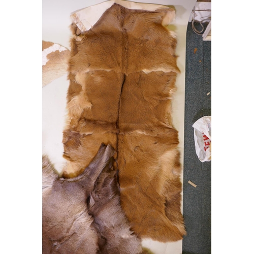 1105 - Three animal hide rugs, cow, goat and wolf, largest 196 x 230cm